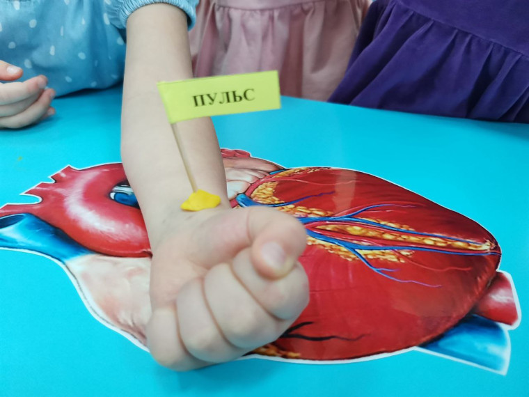 Медицинская группа: дошколята узнали, как работает сердце.